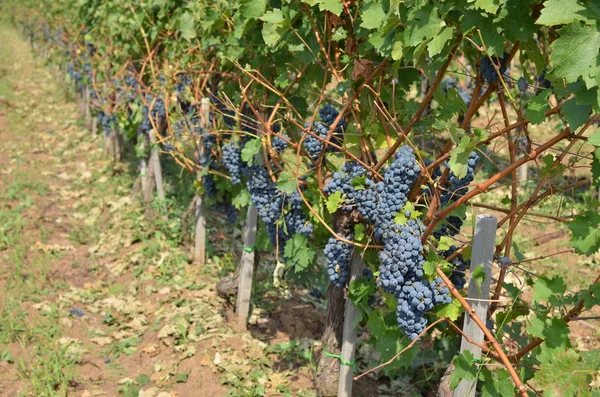 Le raisin et la vigne en été — Photo