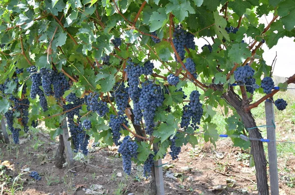 Uva roja jugosa — Foto de Stock