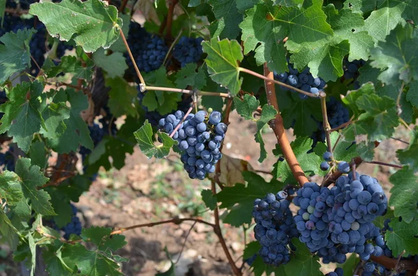 Raisin rouge en été — Photo