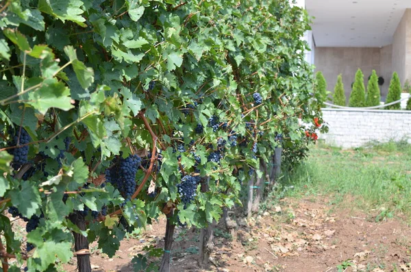 Plántulas de uva roja — Foto de Stock