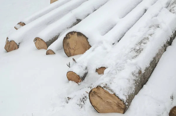 Tronchi coperti di neve — Foto Stock