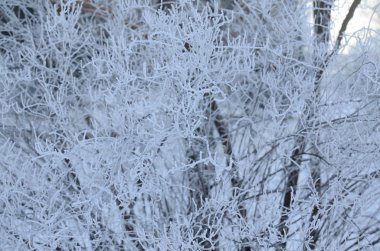 Bush Hoar ve in rime'ı ile