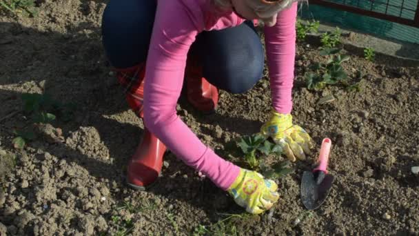 Frau pflegt Erde im Garten — Stockvideo