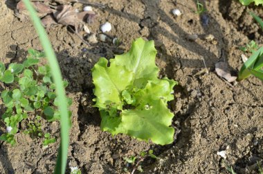 Young Lettuce in a Garden