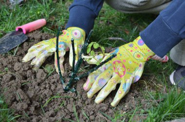 Bir fide dikim eller