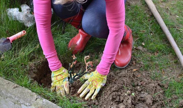 Plantando uma rosa na primavera — Fotografia de Stock