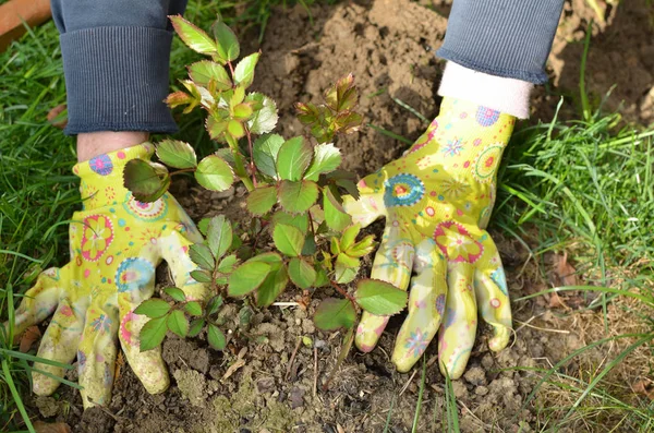 Hands Planting a Rose