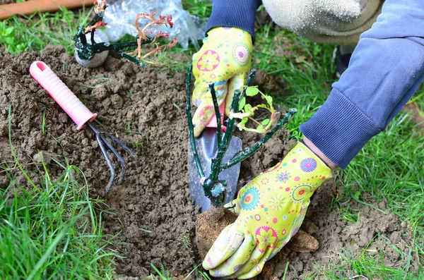 Female Hands Planting a Rose