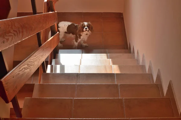 Merdivenlerde köpek