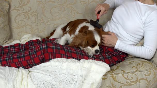 Femme peigner son chien — Video