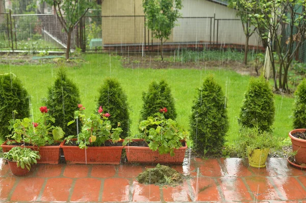 stock image Hard raining in a garden