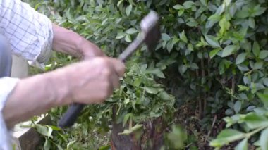 Adam doğrama dalları