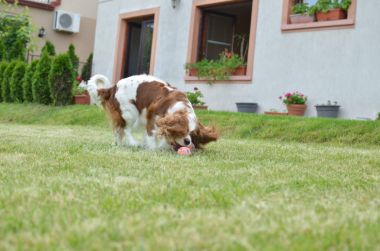 Cavalier King Charles Spaniel bir arka bahçede