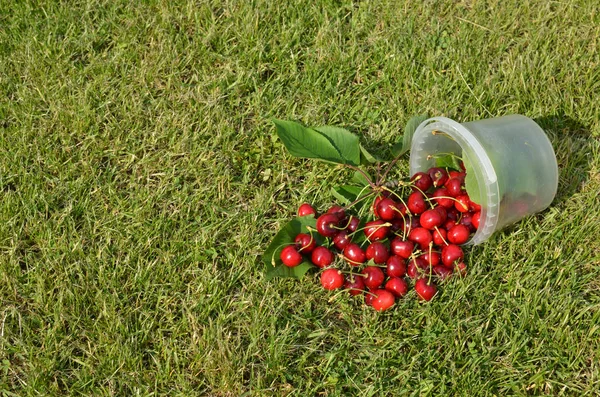 Pail of Just Picked Cherries — Stok Foto