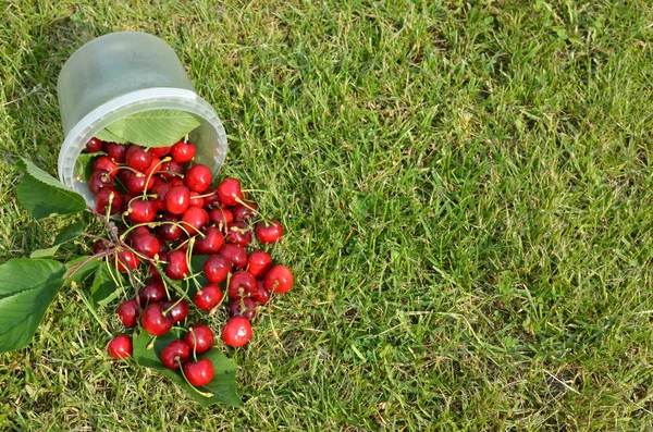 Utspillt körsbär på gräs — Stockfoto