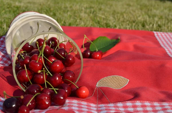 Kiraz bahçesinde ile jar — Stok fotoğraf