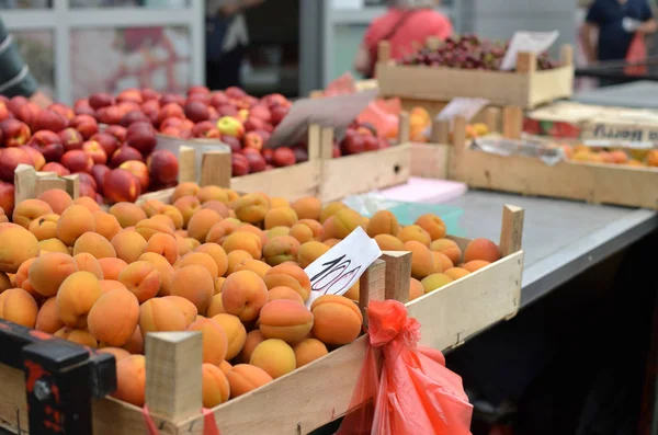 Apricots in Spring — Stock Photo, Image