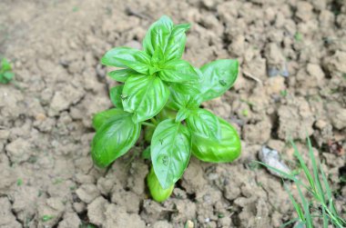 Plant of a basil