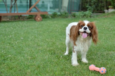 Oynayan neşeli köpek