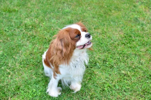 Charmanter Hund auf dem Rasen — Stockfoto
