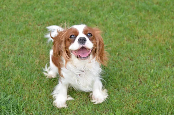 Bir çim üzerinde neşeli köpek