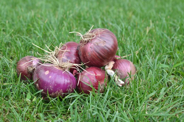 Sekumpulan bawang ungu — Stok Foto