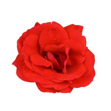 damlacıkları ile kırmızı gül