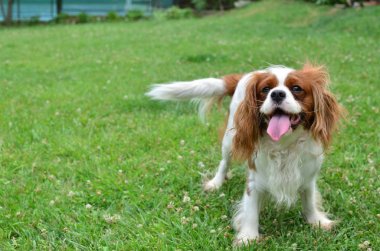 Şövalye Kral Charles Spaniel 