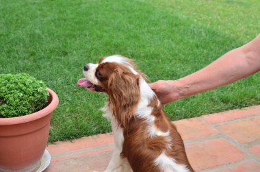 Cavi büyüleyici sarıldım