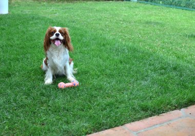 Düşüncesiz kral şarlatan İspanyol bir çimenlikte