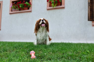 Düşüncesiz kral şarlatan İspanyol ile onun oyuncak