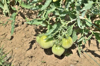 Onların sap üzerinde yeşil domates