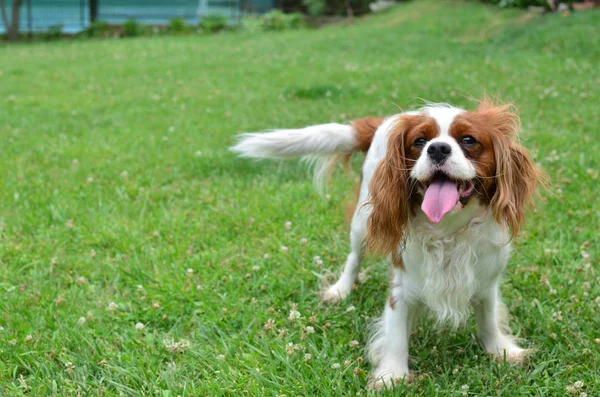 Şövalye Kral Charles Spaniel 