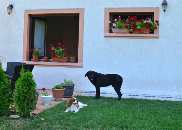 Entzückende Hunde im Hinterhof — Stockfoto