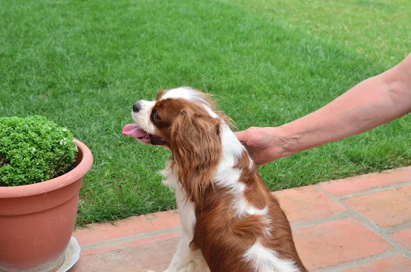 Cavi büyüleyici sarıldım