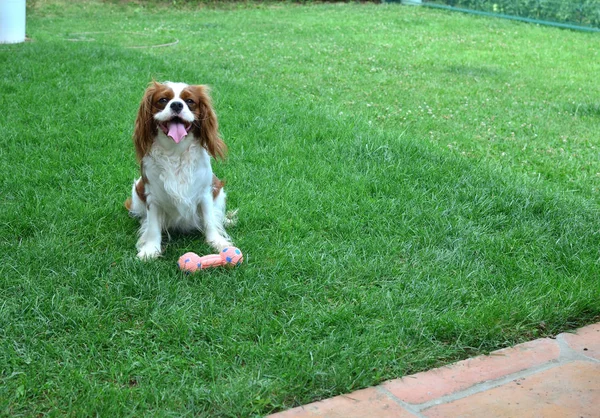 Düşüncesiz kral şarlatan İspanyol bir çimenlikte