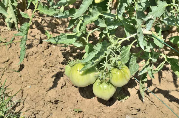 Onların sap üzerinde yeşil domates