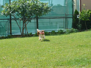 Güzel bir bahçede oynayan köpek