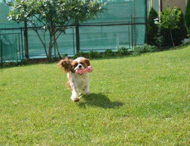 Bir arka bahçesinde oynarken Cavi