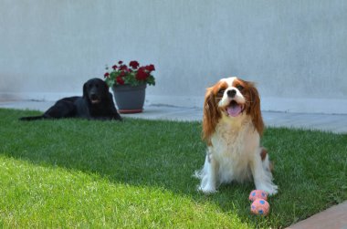 Bir bahçe çim üzerinde dinlenme köpekler