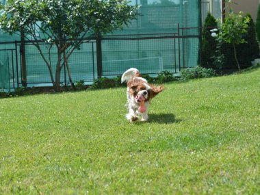 Cavalier King Charles Spaniel bir arka bahçede