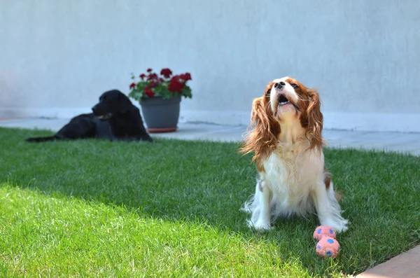 Bir çim üzerinde güzel köpek — Stok fotoğraf