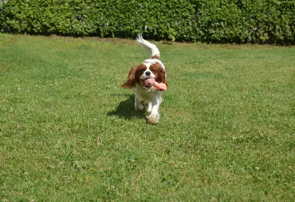 Düşüncesiz kral şarlatan İspanyol oynarken