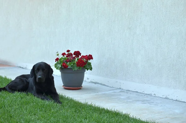 Siyah köpek bir arka bahçe içinde — Stok fotoğraf