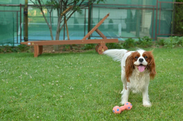 Sevimli köpek Nice bahçe içinde — Stok fotoğraf