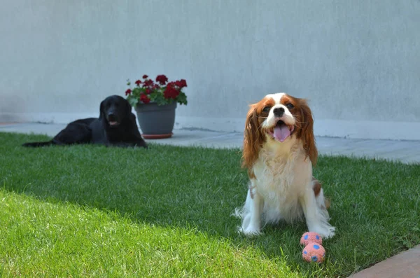 Köpekler Bahçe — Stok fotoğraf