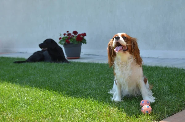 Bahçede köpek — Stok fotoğraf