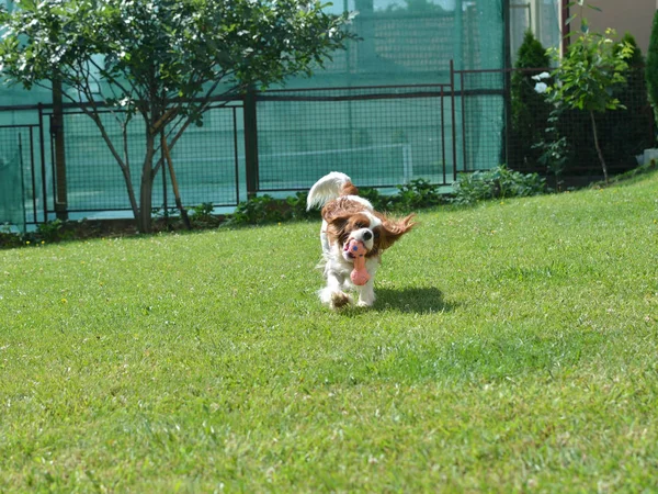 Cavalier King Charles Spaniel bir arka bahçede