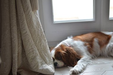 Uyuyan güzel köpek