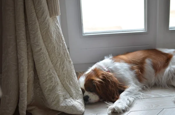 Uyuyan güzel köpek
